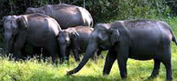 Mangalore - Coorg - Mysore - Chikmagalur Holiday Package