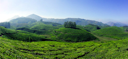 Coorg - Wayanad - Ooty - Munnar Tour Package from Mangalore