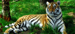 Coorg - Nagarhole - Ooty - Kodanad Tour Package from Mangalore